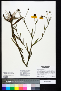 Helenium flexuosum image