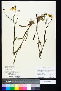 Helenium flexuosum image