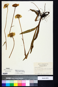 Helenium vernale image