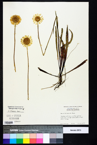 Helenium vernale image