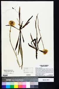 Helenium vernale image