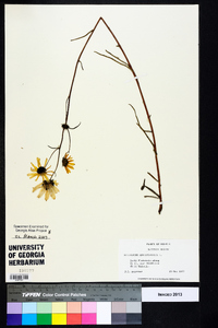 Helianthus angustifolius image