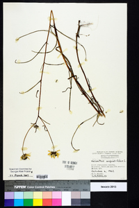 Helianthus angustifolius image