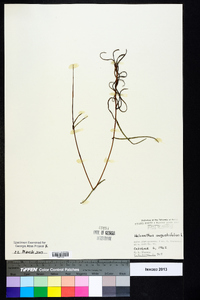 Helianthus angustifolius image