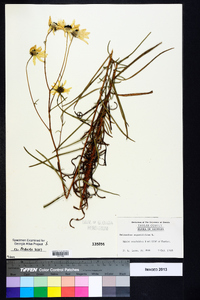 Helianthus angustifolius image