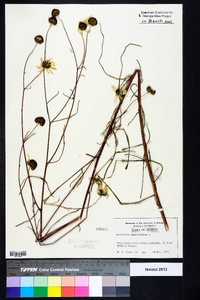 Helianthus angustifolius image