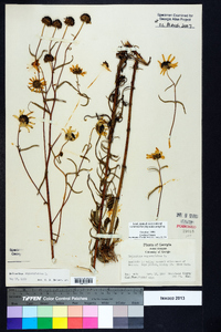 Helianthus angustifolius image