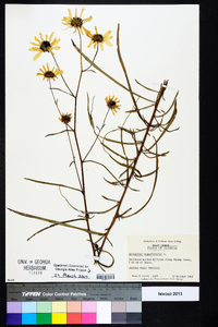 Helianthus angustifolius image