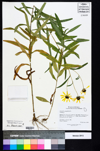 Helianthus angustifolius image