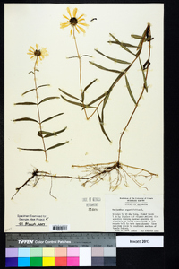 Helianthus angustifolius image