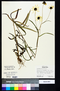 Helianthus angustifolius image