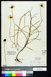 Helianthus angustifolius image