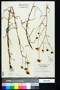 Helianthus angustifolius image