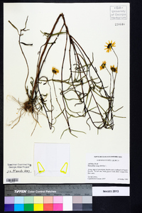 Helianthus angustifolius image