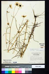 Helianthus angustifolius image