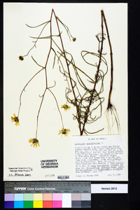 Helianthus angustifolius image