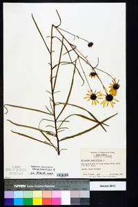 Helianthus angustifolius image