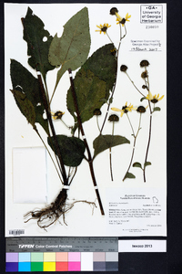 Helianthus atrorubens image