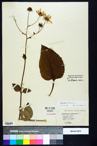 Helianthus atrorubens image