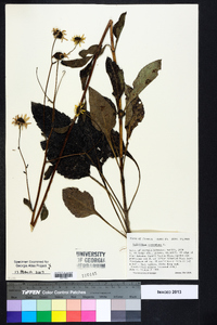 Helianthus atrorubens image