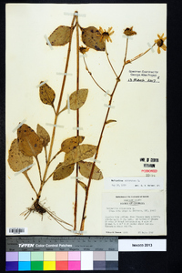 Helianthus atrorubens image