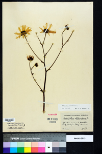 Helianthus atrorubens image