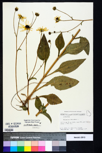 Helianthus atrorubens image