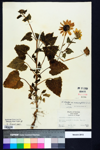 Helianthus debilis subsp. cucumerifolius image