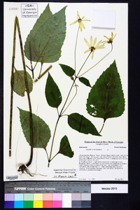 Helianthus decapetalus image