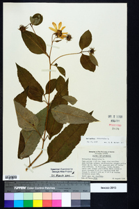 Helianthus decapetalus image