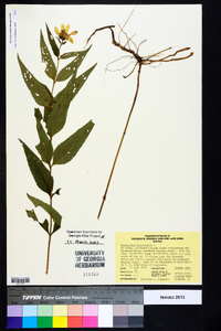 Helianthus divaricatus image