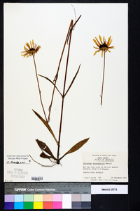 Helianthus heterophyllus image