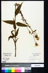 Helianthus hirsutus image