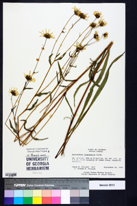 Helianthus longifolius image