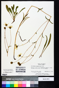 Helianthus longifolius image