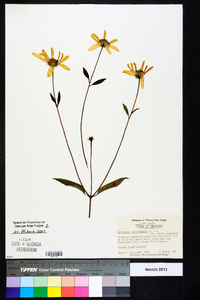 Helianthus microcephalus image