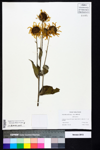 Helianthus mollis image