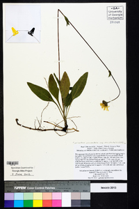 Helianthus occidentalis subsp. occidentalis image