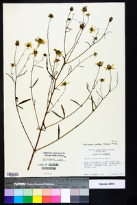 Helianthus porteri image