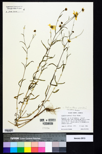 Helianthus porteri image