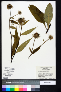 Helianthus resinosus image