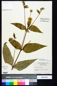 Helianthus strumosus image