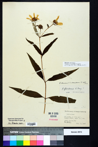 Helianthus strumosus image