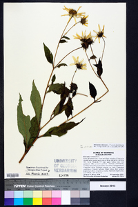 Helianthus tuberosus image