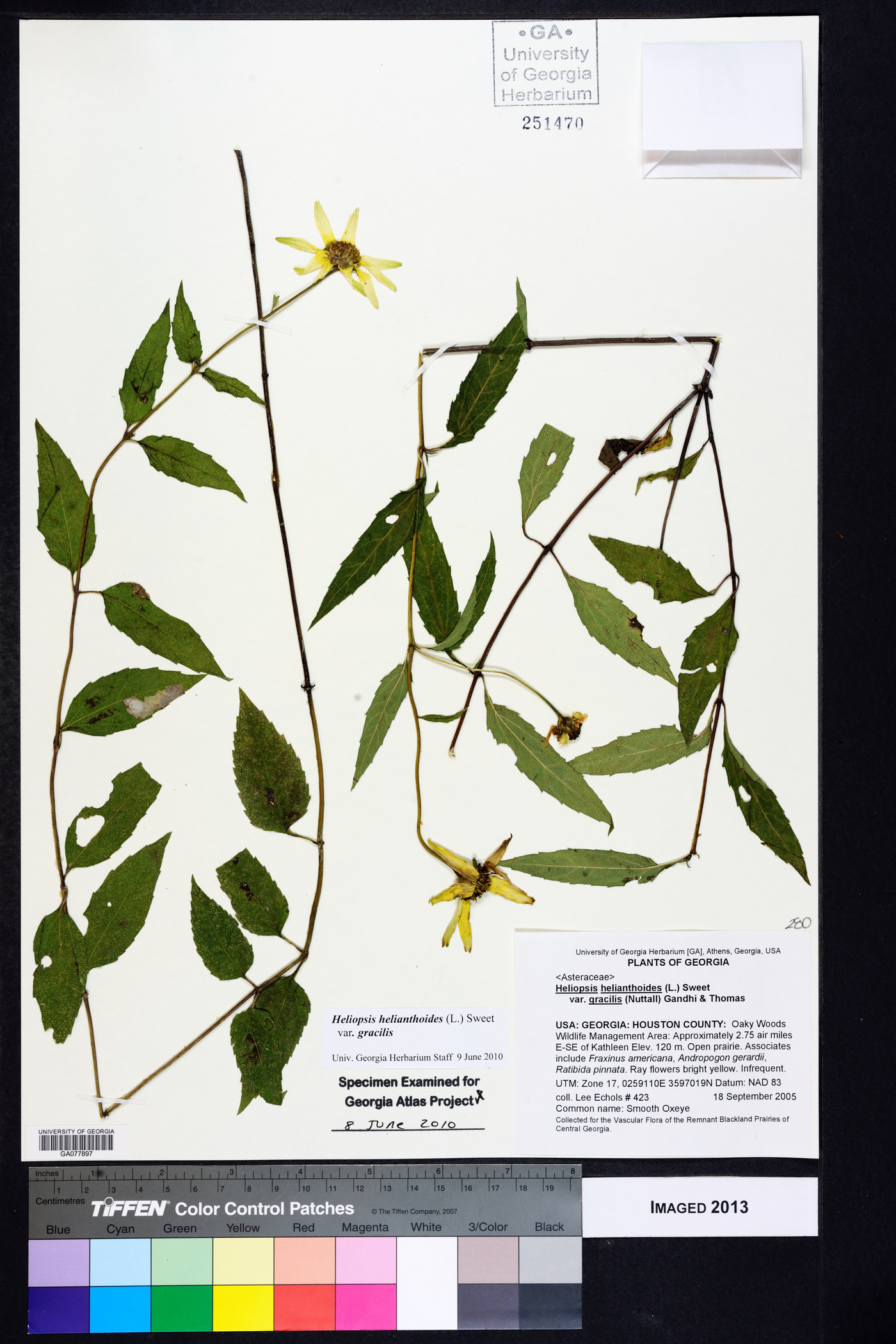 Heliopsis gracilis image