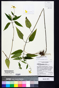 Heliopsis gracilis image