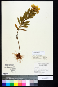 Heterotheca camporum var. glandulissima image