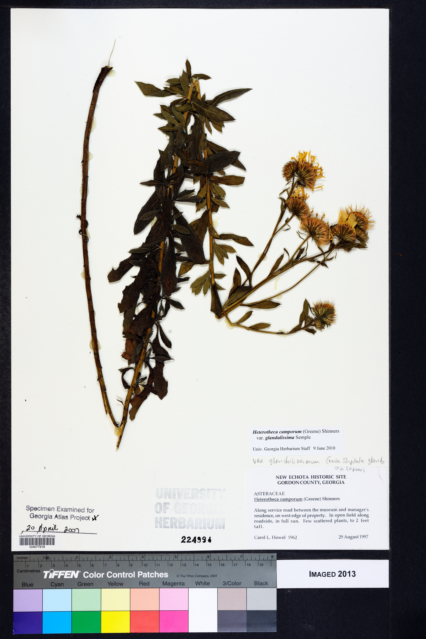 Heterotheca camporum var. glandulissima image
