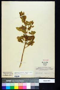 Image Associated With the Occurence
