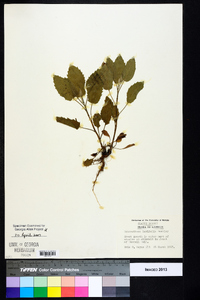 Image Associated With the Occurence